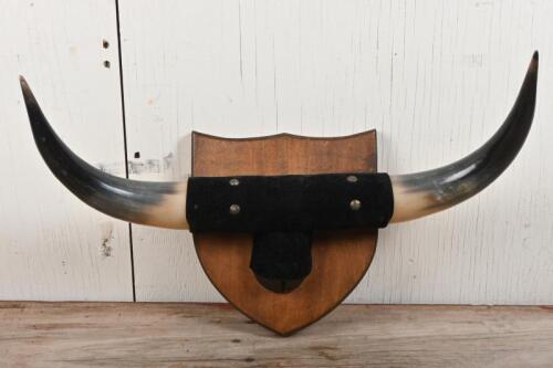 HORNS: A pair of decorative bull horns, mounted to board ideal for wall hanging