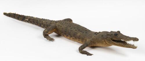 CROCODILE: A vintage taxidermy crocodile, approx 1.2m in length