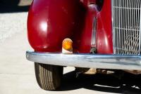 1936 Buick Series 60 Century Sedan - NO RESERVE - 14