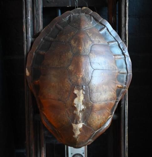 SHELL: An antique tortoise shell