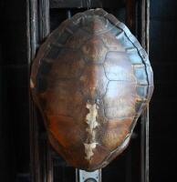 SHELL: An antique tortoise shell