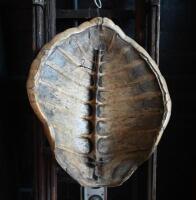 SHELL: An antique tortoise shell - 2