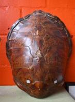 SHELL: An antique tortoise shell
