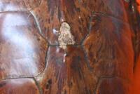 SHELL: An antique tortoise shell - 2