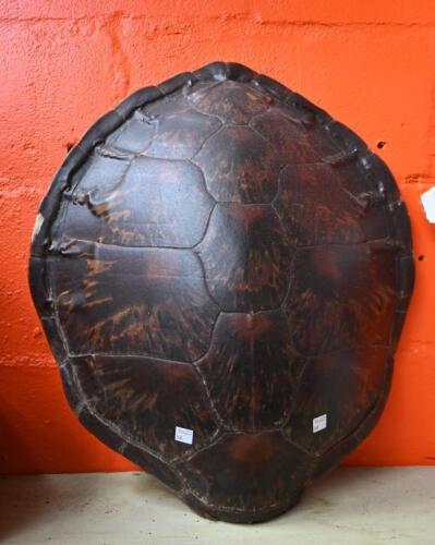 TORTOISE SHELL: An antique tortoise shell