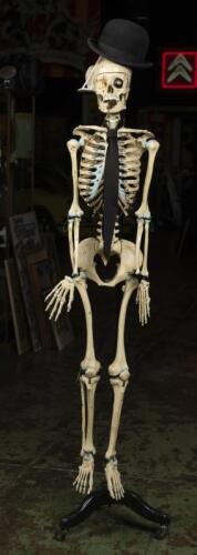 SKELETON: A Japanese anatomical skeleton with ligaments model