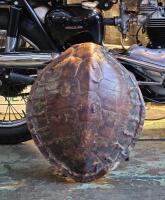 SHELL: A old turtle shell, possibly antique, approx 70cm high
