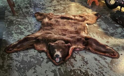 BROWN BEAR: A professionally taxidermied bear pelt by 'Rugs by Mannie', 1997. Ex-Sydney Zoo