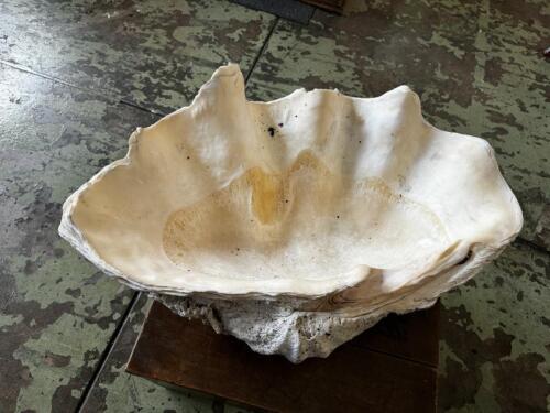 CLAM SHELL: A large premium ivory white clam shell. Shell with measurements of 80cm long, 50cm wide, 32cm high overall