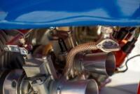 1973 MV Agusta 750 S [Location: Sydney] - 214
