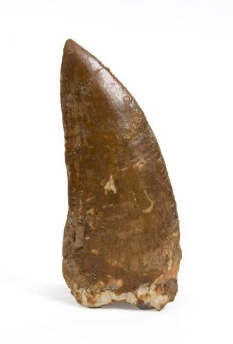 Massive Dinosaur Tooth, Carcharodontosaurus, Cretaceous Period, &nbsp;Discovered Sahara Desert, Morocco [Ex-Bonhams New York, Natural history, Auction No 19371, Lot 3104]
