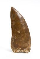 Massive Dinosaur Tooth, Carcharodontosaurus, Cretaceous Period, &nbsp;Discovered Sahara Desert, Morocco [Ex-Bonhams New York, Natural history, Auction No 19371, Lot 3104]