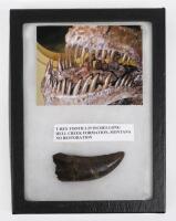 Very Large&nbsp;Tyrannosaurus rex&nbsp;Tooth Upper Cretaceous period (70 million) found in Hell Creek Formation, Montana [Ex-Bonhams 2011, Sale 19371, Lot 3107] - 2