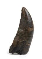 Very Large&nbsp;Tyrannosaurus rex&nbsp;Tooth Upper Cretaceous period (70 million) found in Hell Creek Formation, Montana [Ex-Bonhams 2011, Sale 19371, Lot 3107]