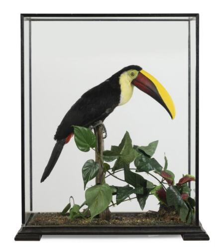 A stuffed Yellow Throated Toucan, case measurements 63cm high, 49cm wide, 18.5cm deep. [Ex-Bonhams 2010, Sale 19041, Lot 782]