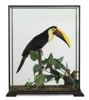 A stuffed Yellow Throated Toucan, case measurements 63cm high, 49cm wide, 18.5cm deep. [Ex-Bonhams 2010, Sale 19041, Lot 782]