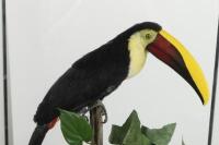 A stuffed Yellow Throated Toucan, case measurements 63cm high, 49cm wide, 18.5cm deep. [Ex-Bonhams 2010, Sale 19041, Lot 782] - 2