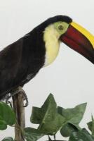 A stuffed Yellow Throated Toucan, case measurements 63cm high, 49cm wide, 18.5cm deep. [Ex-Bonhams 2010, Sale 19041, Lot 782] - 3