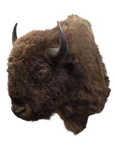 A large North American bison bull trophy head, height 120cm [Ex-Bonhams 2010, Sale 19041, Lot 705]