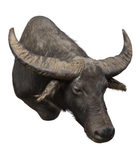 An Asiatic Water Buffalo shoulder mount [Ex-Bonhams 2010, Sale 19041, Lot 731]