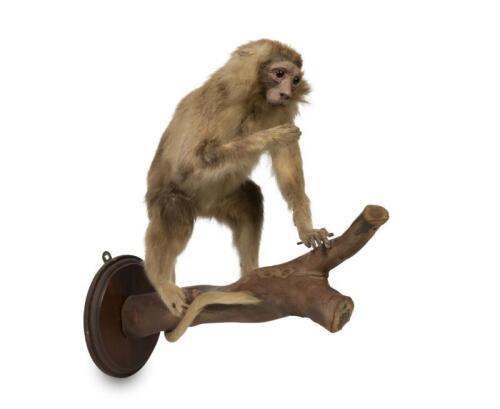 A fully mounted life size primate naturalistically seated on a branch [Ex-Bonhams 2010, Sale 19041, Lot 776]