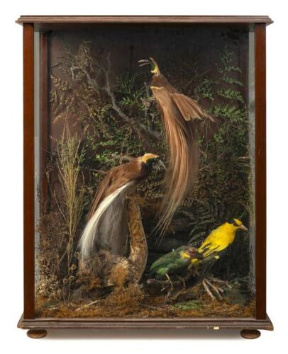 A display case of New Guinea birds displayed in a naturalistic setting, 83cm high, 66cm wide [Ex-Bonhams 2010, Sale 19041, Lot 785]