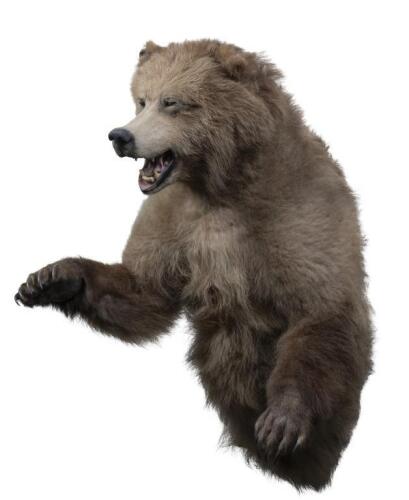 A rare three quarter Canadian grizzly bear 120cm&nbsp;high [Ex-Bonhams 2010, Sale 19041, Lot 796]