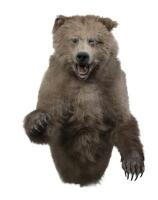 A rare three quarter Canadian grizzly bear 120cm&nbsp;high [Ex-Bonhams 2010, Sale 19041, Lot 796] - 2