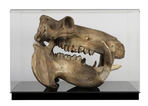 A large full skull and jaw of an adult hippopotamus in Perspex box , 64.5cm high [Ex-Bonhams 2010, Sale 19041, Lot 324]