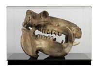 A large full skull and jaw of an adult hippopotamus in Perspex box , 64.5cm high [Ex-Bonhams 2010, Sale 19041, Lot 324]