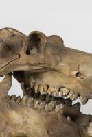 A large full skull and jaw of an adult hippopotamus in Perspex box , 64.5cm high [Ex-Bonhams 2010, Sale 19041, Lot 324] - 2