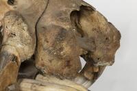 A large full skull and jaw of an adult hippopotamus in Perspex box , 64.5cm high [Ex-Bonhams 2010, Sale 19041, Lot 324] - 4