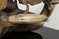 A large full skull and jaw of an adult hippopotamus in Perspex box , 64.5cm high [Ex-Bonhams 2010, Sale 19041, Lot 324] - 5