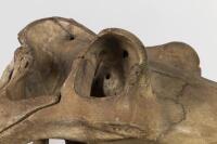 A large full skull and jaw of an adult hippopotamus in Perspex box , 64.5cm high [Ex-Bonhams 2010, Sale 19041, Lot 324] - 7