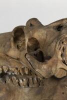 A large full skull and jaw of an adult hippopotamus in Perspex box , 64.5cm high [Ex-Bonhams 2010, Sale 19041, Lot 324] - 10