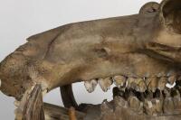 A large full skull and jaw of an adult hippopotamus in Perspex box , 64.5cm high [Ex-Bonhams 2010, Sale 19041, Lot 324] - 11