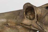 A large full skull and jaw of an adult hippopotamus in Perspex box , 64.5cm high [Ex-Bonhams 2010, Sale 19041, Lot 324] - 12