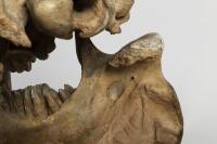 A large full skull and jaw of an adult hippopotamus in Perspex box , 64.5cm high [Ex-Bonhams 2010, Sale 19041, Lot 324] - 13