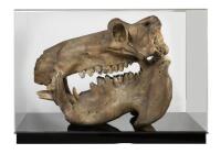 A large full skull and jaw of an adult hippopotamus in Perspex box , 64.5cm high [Ex-Bonhams 2010, Sale 19041, Lot 324] - 14