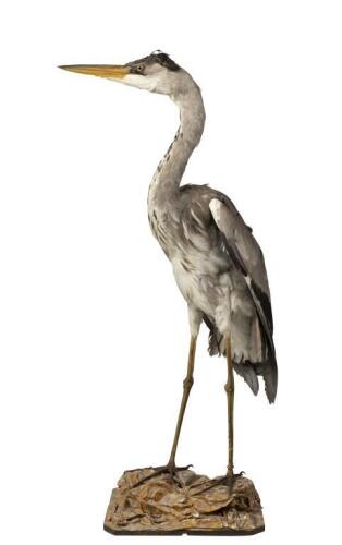 A European grey stork, early 20th century, 88cm high. [Ex-Bonhams 2010, Sale 19041, Lot 775]