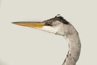 A European grey stork, early 20th century, 88cm high. [Ex-Bonhams 2010, Sale 19041, Lot 775] - 2