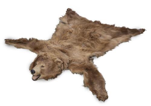 An antique brown-bear skin rug, 209cm long, 155cm wide. [Ex-Bonhams 2010, Sale 19041, Lot 369] [Saleroom Notice]