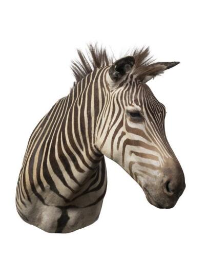 A fine Burchell's Zebra shoulder mount from South Africa, 90cm high, 75cm deep. [Ex-Bonhams 2010, Sale 19041, Lot 704]