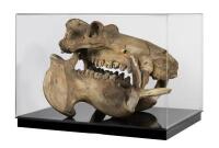 A large full skull and jaw of an adult hippopotamus in Perspex box , 64.5cm high [Ex-Bonhams 2010, Sale 19041, Lot 324] - 15