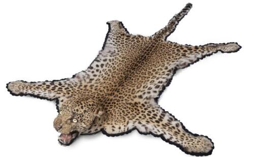 A young leopard skin rug, early 20th century with fully mounted head on felt backing, length 233cm [Ex-Bonhams 2010, Sale 19041, Lot 779]
