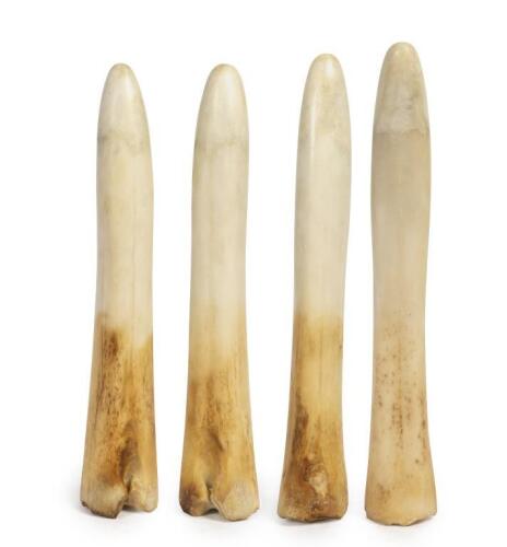 Four walrus tusks, largest 24.5cm long&nbsp;