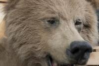 A rare three quarter Canadian grizzly bear 120cm&nbsp;high [Ex-Bonhams 2010, Sale 19041, Lot 796] - 3