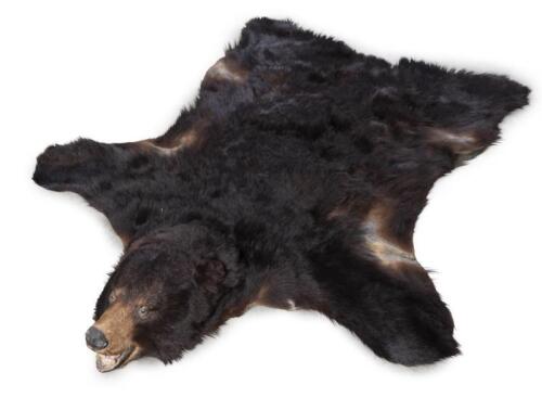 A large taxidermy black bear rug, 210cm long