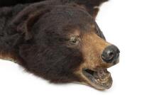 A large taxidermy black bear rug, 210cm long - 3