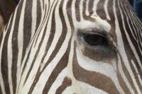 A fine Burchell's Zebra shoulder mount from South Africa, 90cm high, 75cm deep. [Ex-Bonhams 2010, Sale 19041, Lot 704] - 2